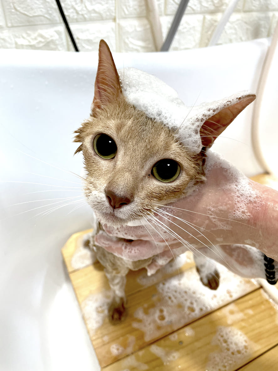 ねこべやサロンのシャンプー中の猫ちゃん