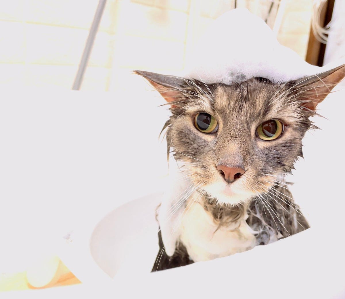 ねこべやサロンのシャンプー中の猫ちゃん