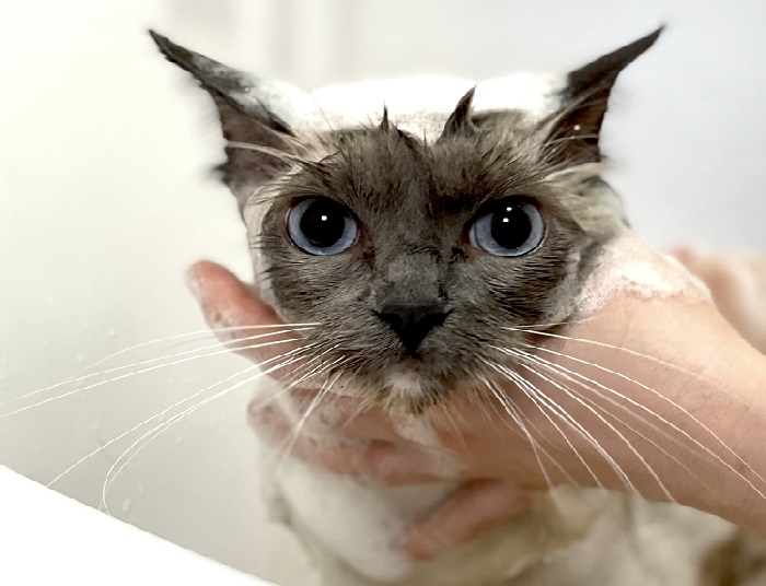 ねこべやサロンのシャンプー中の猫ちゃん