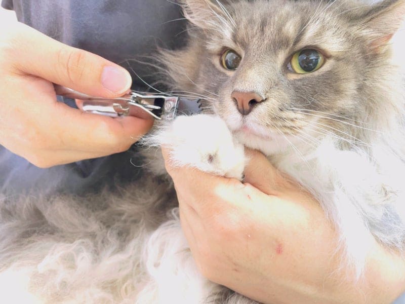 ねこべやサロンの爪切り