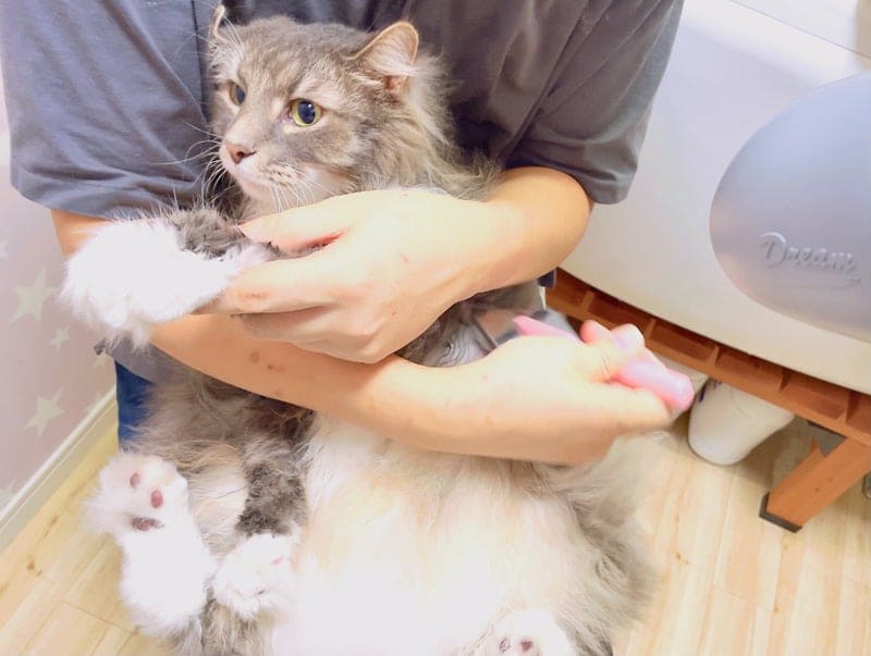 ねこべやサロンの毛玉取り