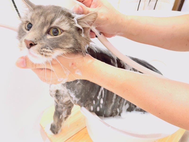 ねこべやサロンのシャンプー